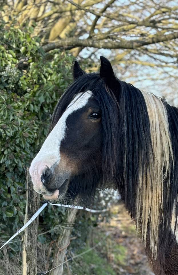 Saillie étalon de loisir IRISH COB
