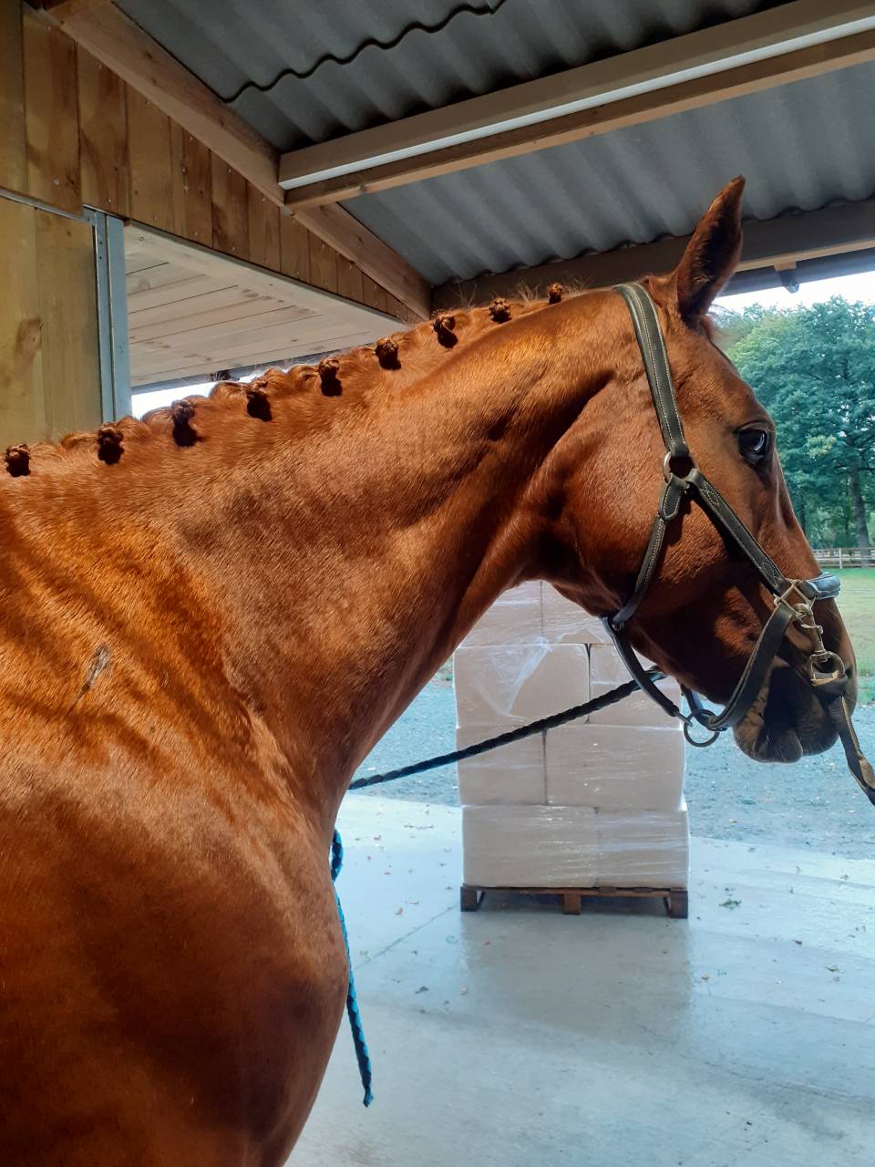 Cavalière enseignante au service du Cheval