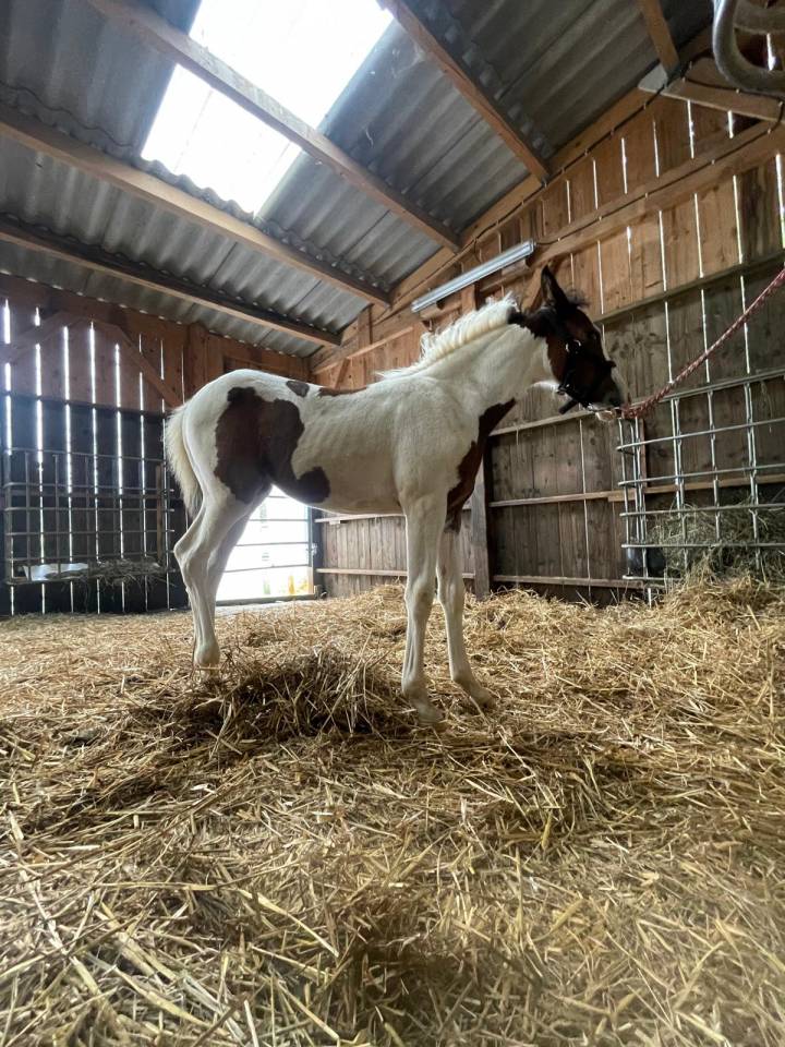 Pension cheval/poney au pr&eacute; avec abri (87200)