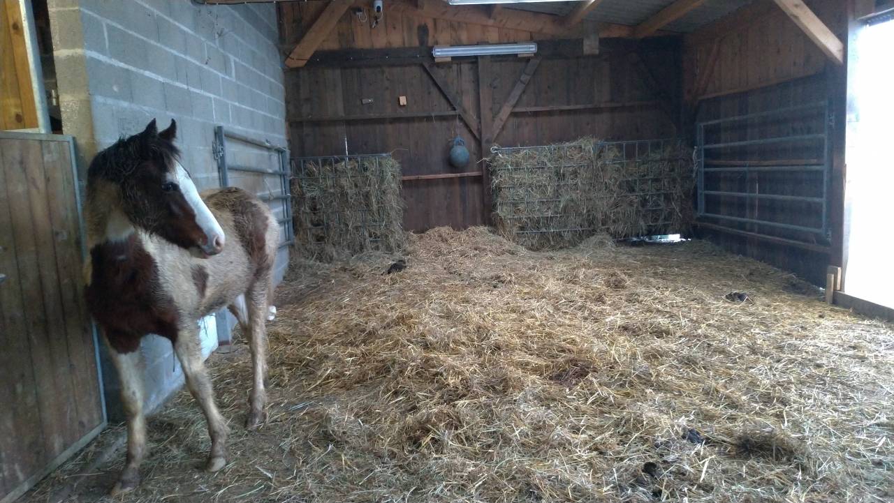 Pension cheval/poney au pr&eacute; avec abri (87200)