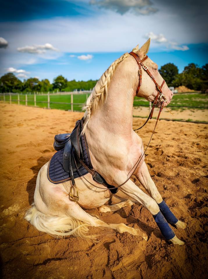 Etalon lusitanien cr&egrave;me 