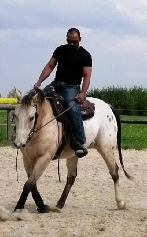 Vous cherchez un entraîneur expérimenté en équitation 