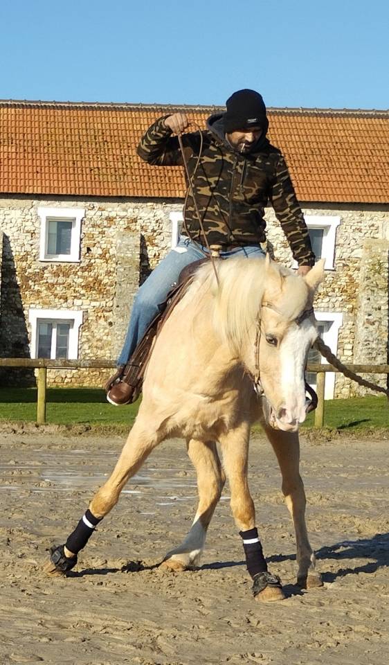 Vous cherchez un entraîneur expérimenté en équitation 