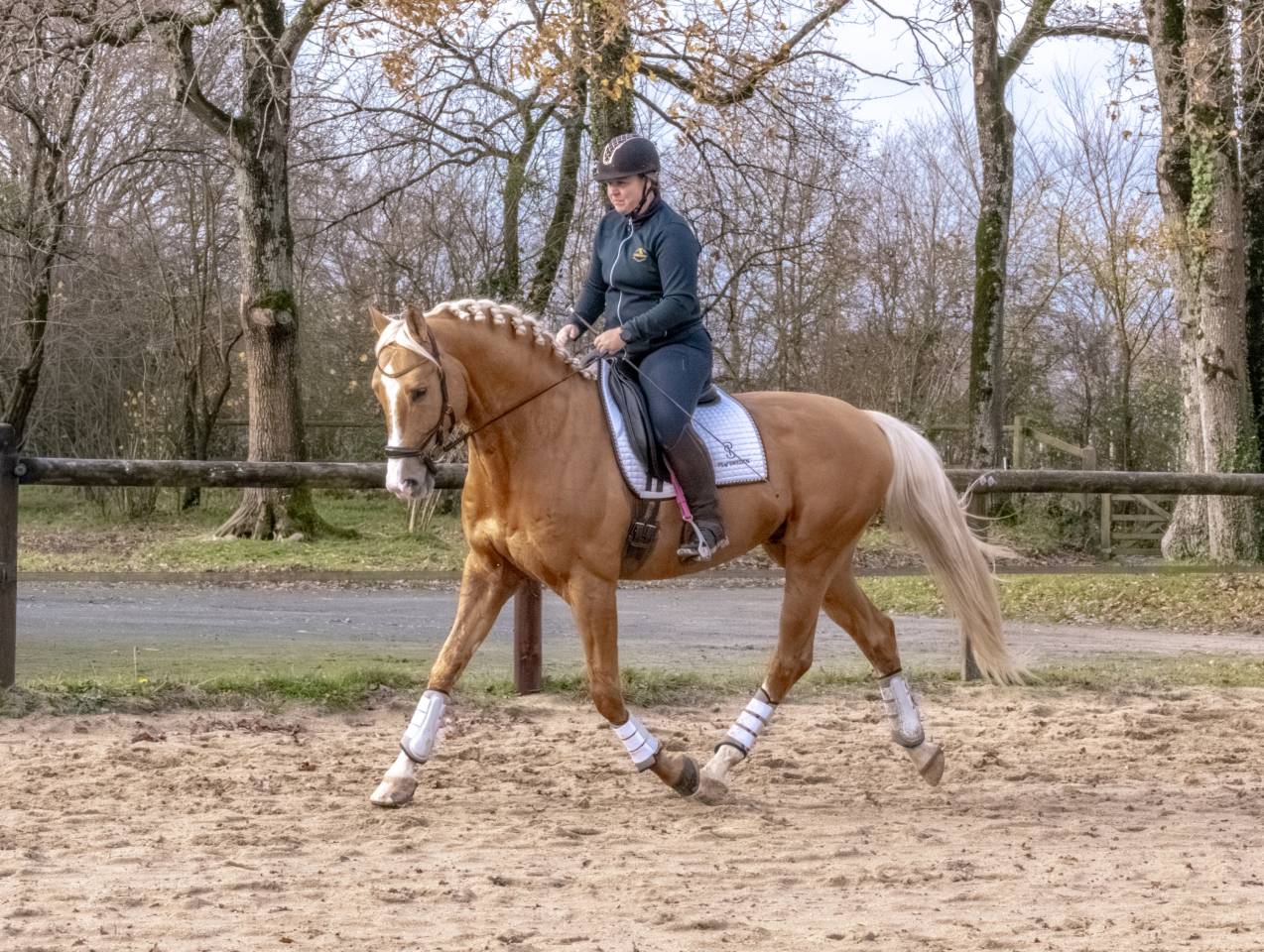 Karat-J &Eacute;talon Palomino Wielkopolski agr&eacute;e AES