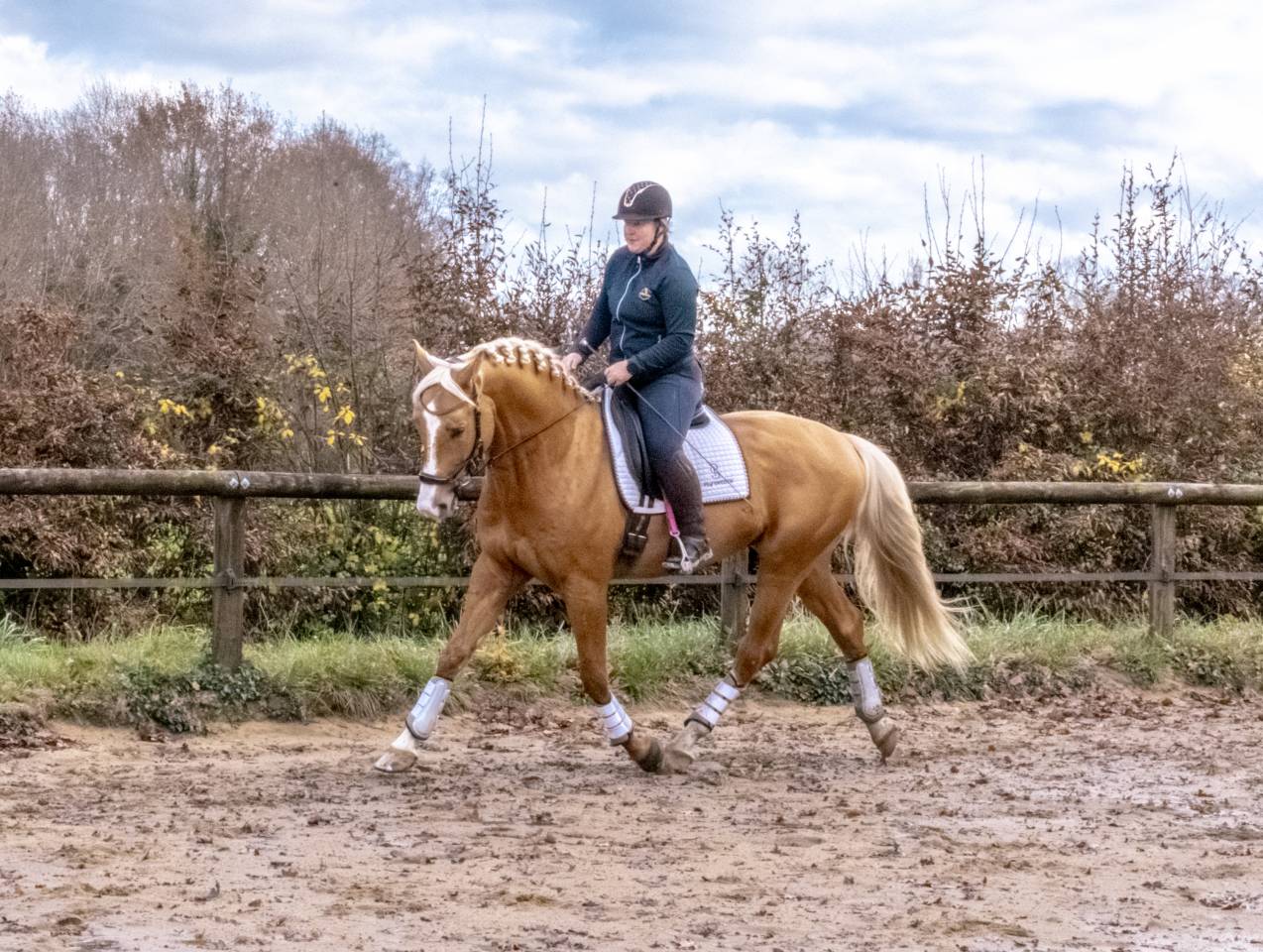 Karat-J &Eacute;talon Palomino Wielkopolski agr&eacute;e AES