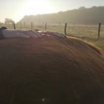 Shiatsu Animalier Normandie