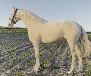 CARLIN : Magnifique Cremello avec Très Bon Caractèr