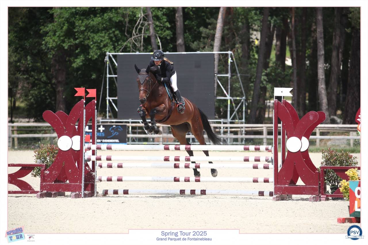 Jument bai foncé SF de 4 ans