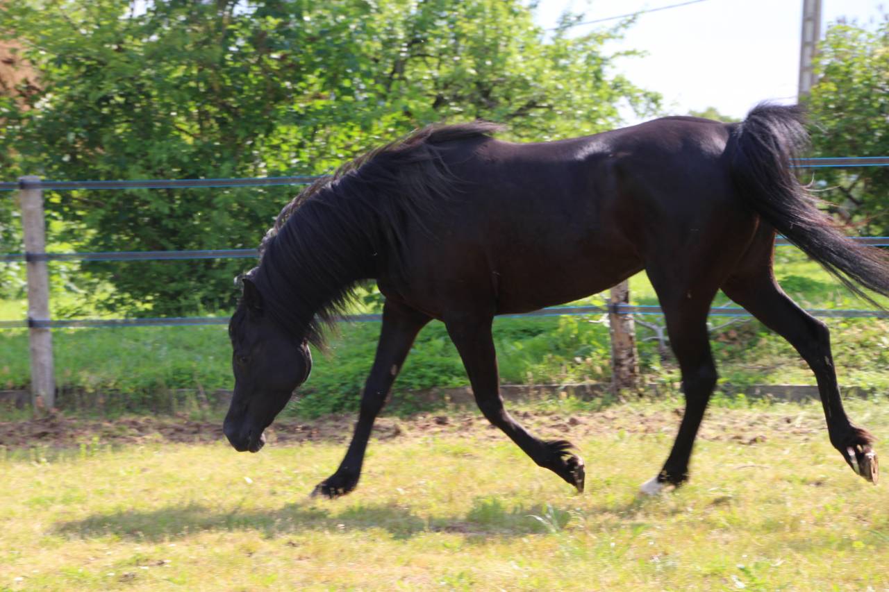 Superbe jument Arabe Noire