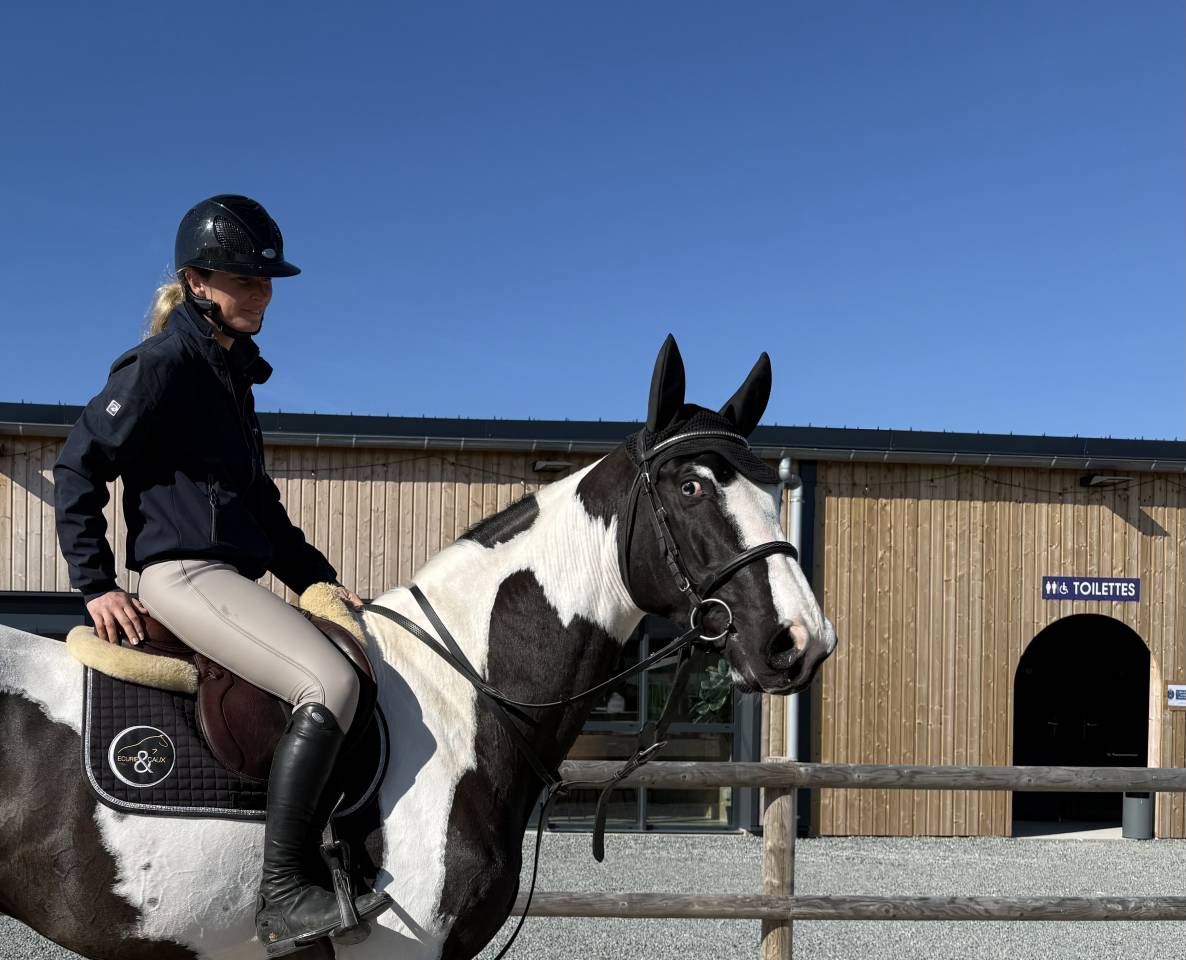 Étalon pie noir homozygote Linvictus d’Enjoy 