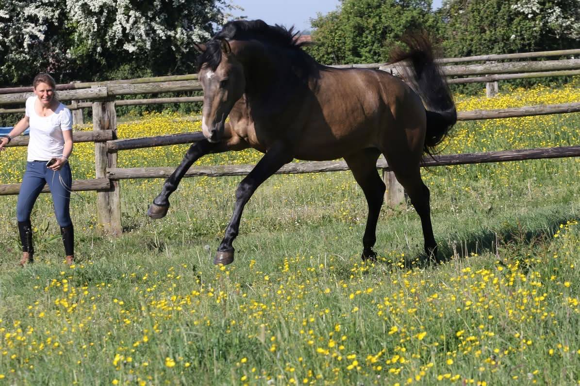 &Eacute;talon sport Isabelle souche de Mylord carthago