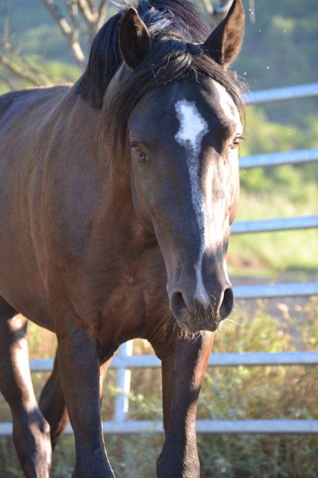 Entier PFS en monte en main 