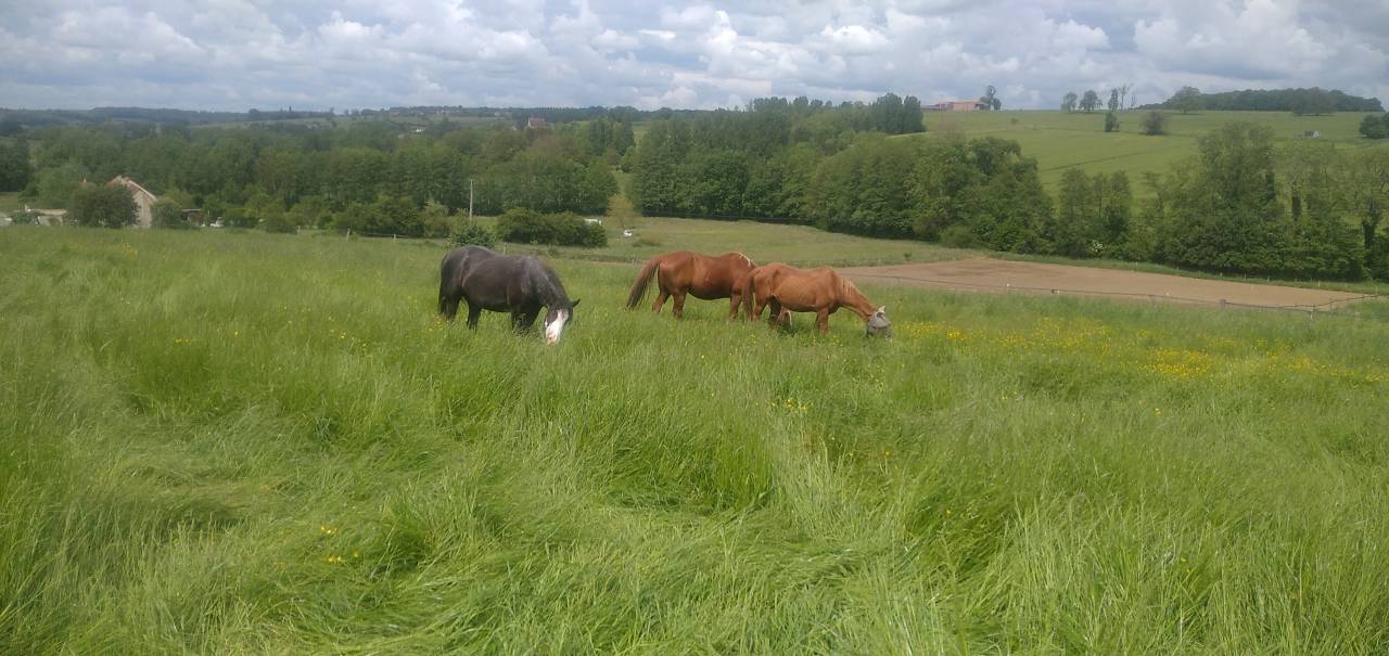 Pension pr&eacute; &eacute;t&eacute;, paddock stabilis&eacute; hiver