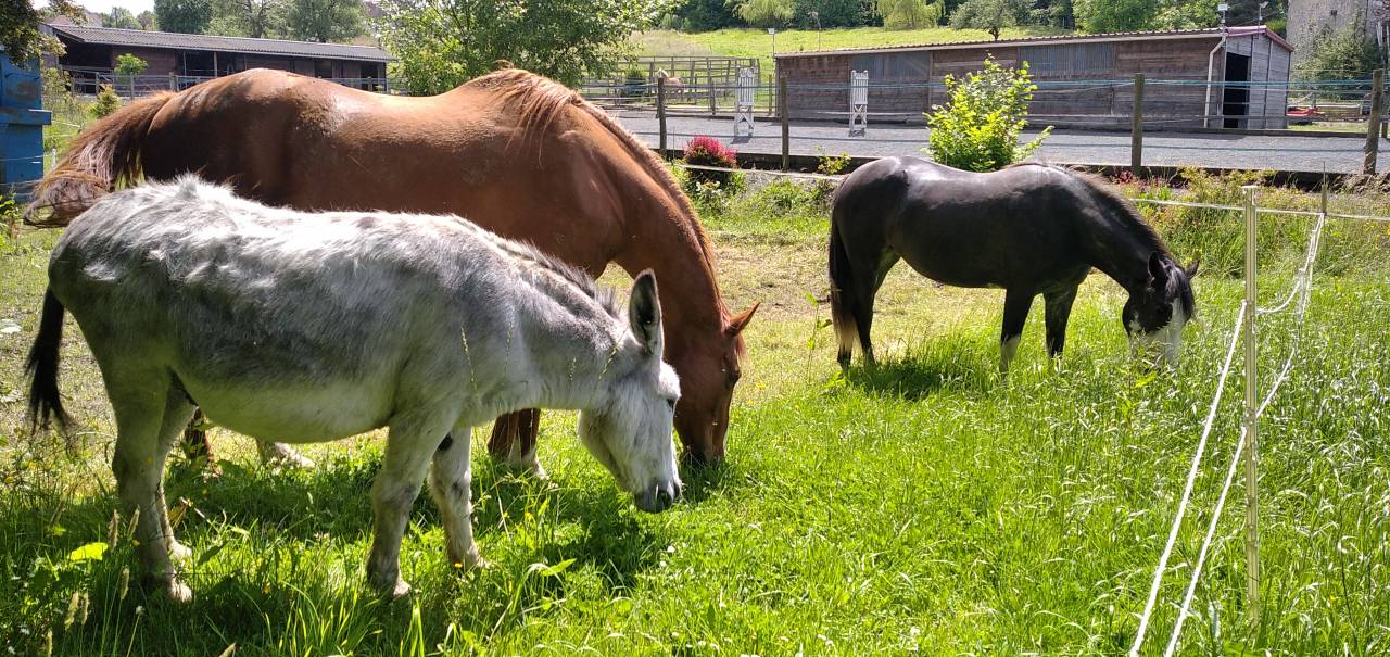 Pension pr&eacute; &eacute;t&eacute;, paddock stabilis&eacute; hiver