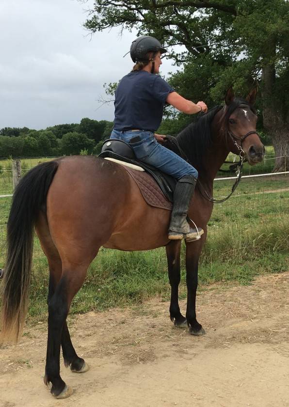 JUMENT-POULICHE ARABE A VENDRE 3 ANS POLYVALENTE SPORT 