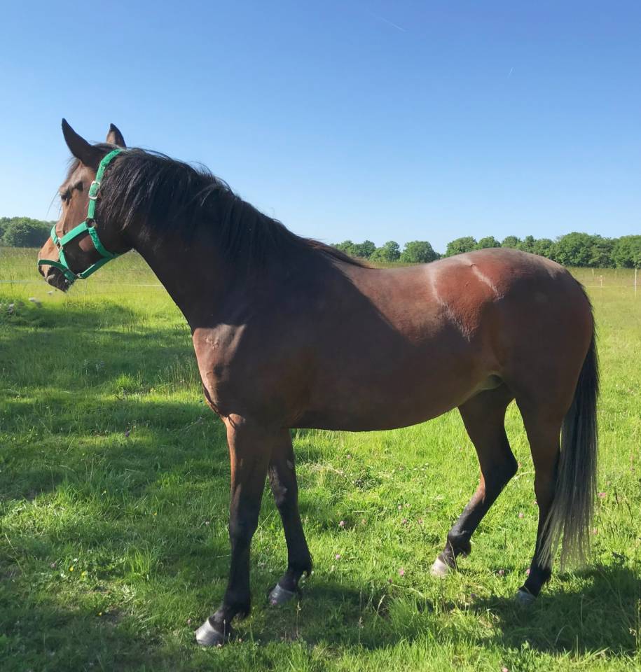 JUMENT-POULICHE ARABE A VENDRE 3 ANS POLYVALENTE SPORT 