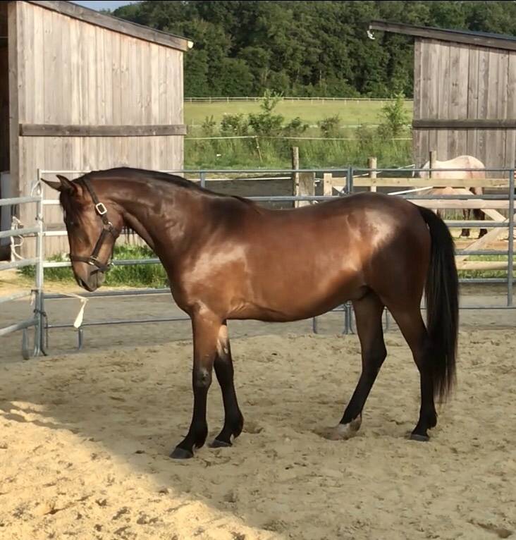 HONGRE LUSITANO-ARABE PP-DSA 3 ANS A VENDRE 