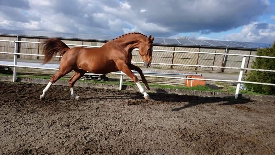 Etalon SFO en monte en main