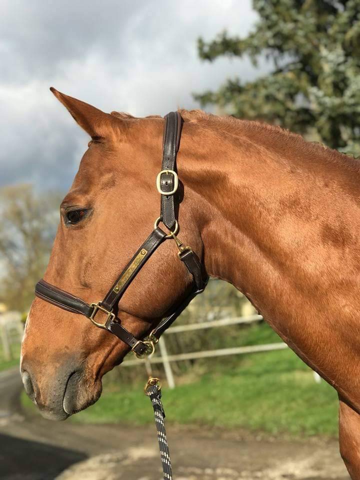 Etalon SFO en monte en main