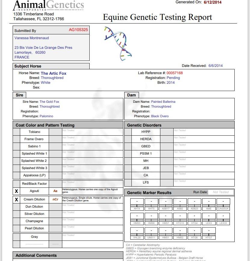 Etalon Pur Sang Anglais pie/isabelle