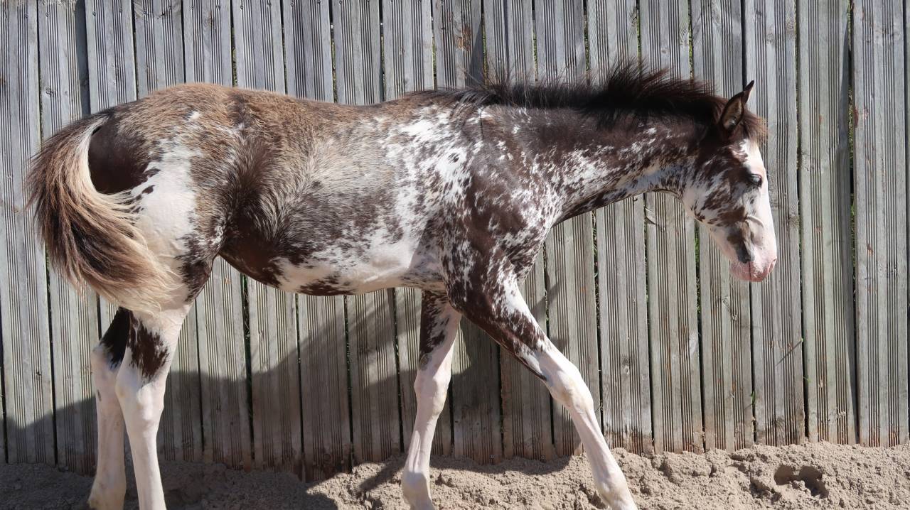 Etalon Pur Sang Anglais pie/isabelle