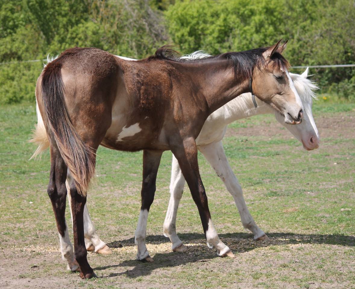 Etalon Pur Sang Anglais pie/isabelle
