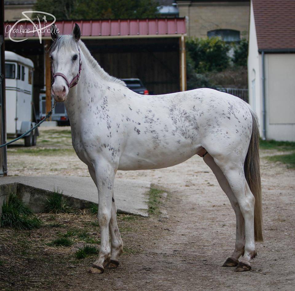 Etalon Pur Sang Anglais pie/isabelle