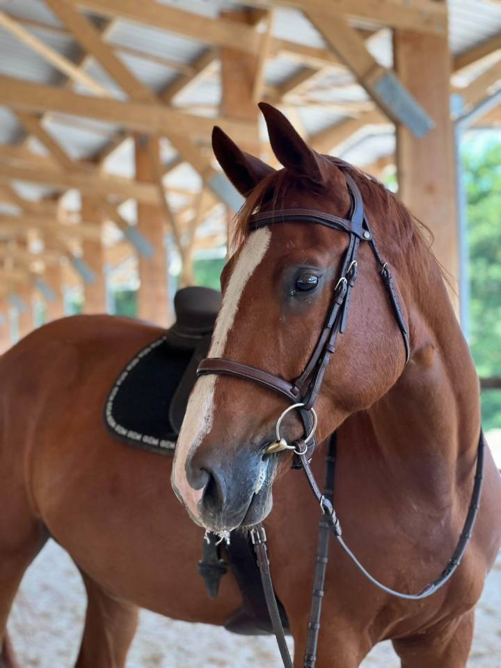 Selle français 4 ans 