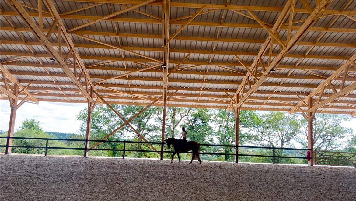 Selle français 4 ans 