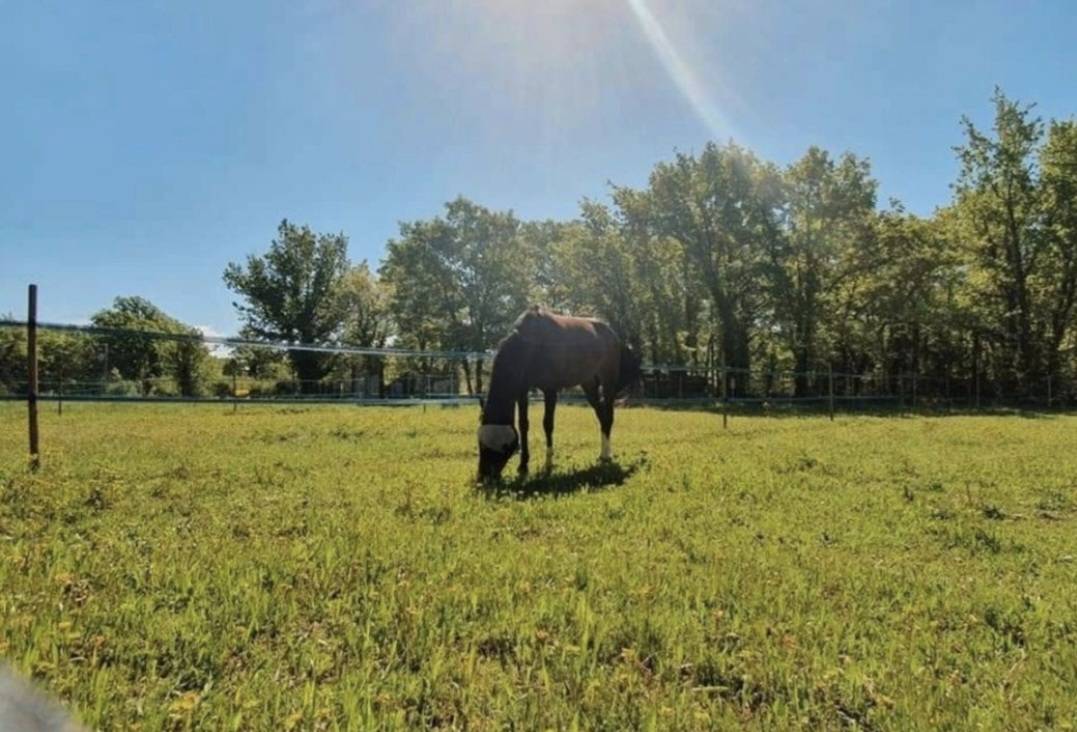 Pension pour chevaux / poneys