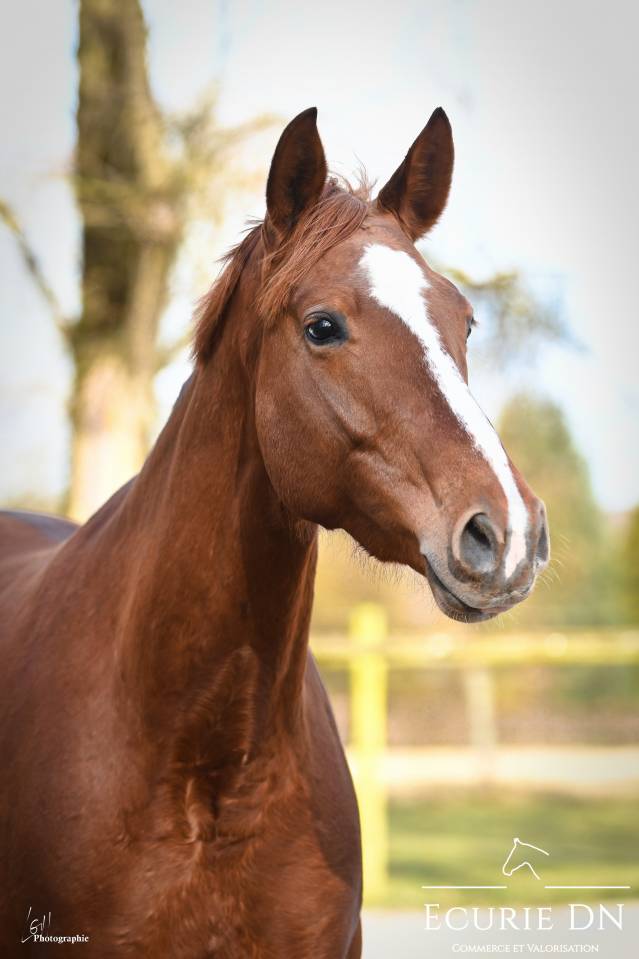 Jument Hanovrienne de 5ans Lord Loxley x Goldschmidt 