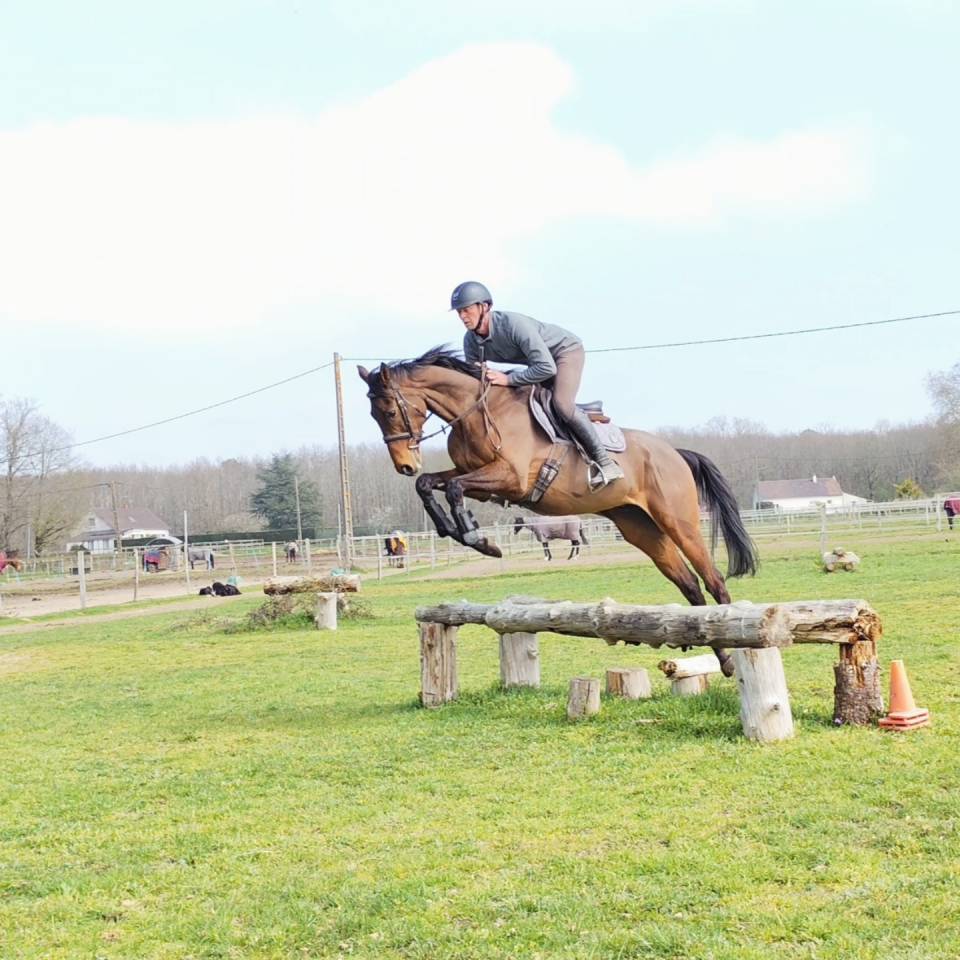 Top cheval de loisir, orientation CSO CCE