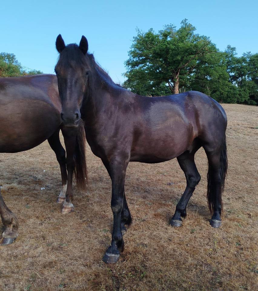 PONEY CONNEMARA 4 ANS 140 CMS