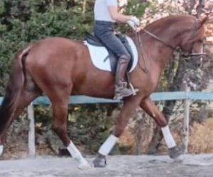 DURMIENTE : Un compagnon idéal 