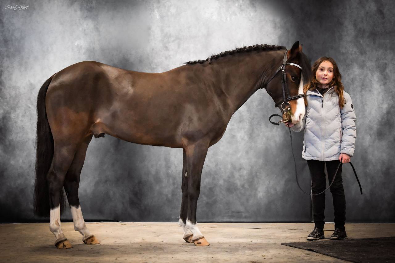 Koetsiershoeve Billy of Glory NF taille B