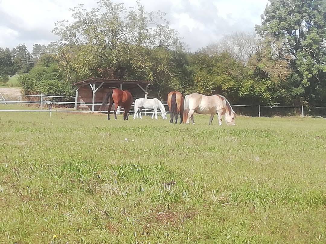 Pension chevaux retrait&eacute;s et loisirs