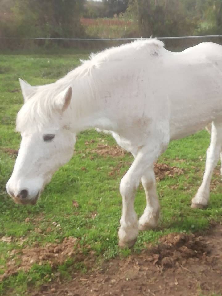 Pension chevaux retrait&eacute;s et loisirs