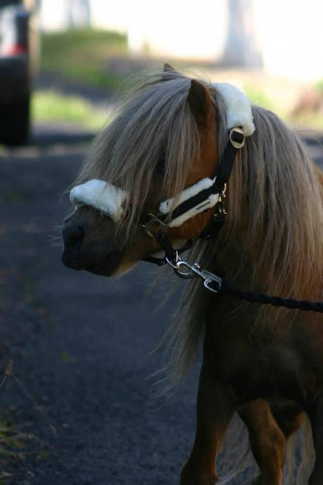Entier shetland Pp a vendre