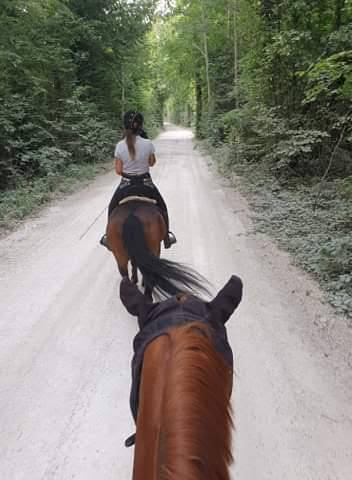 Pension paddock avec abris individuel