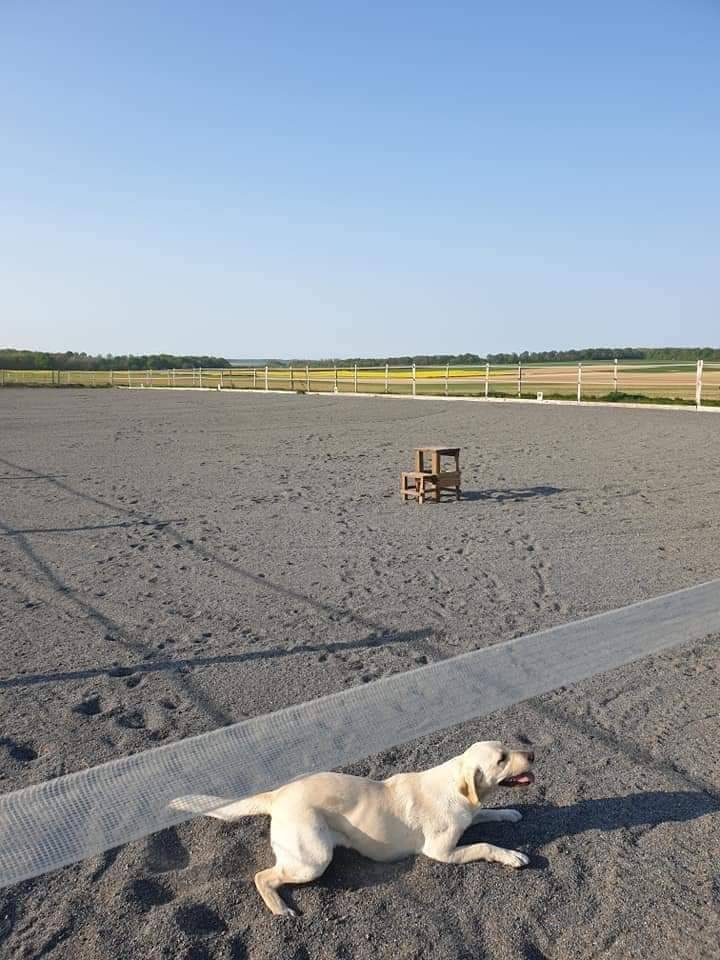 Pension paddock avec abris individuel