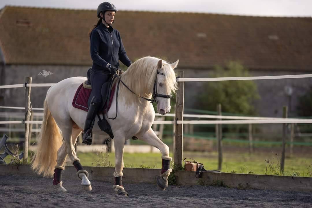 Pension paddock avec abris individuel