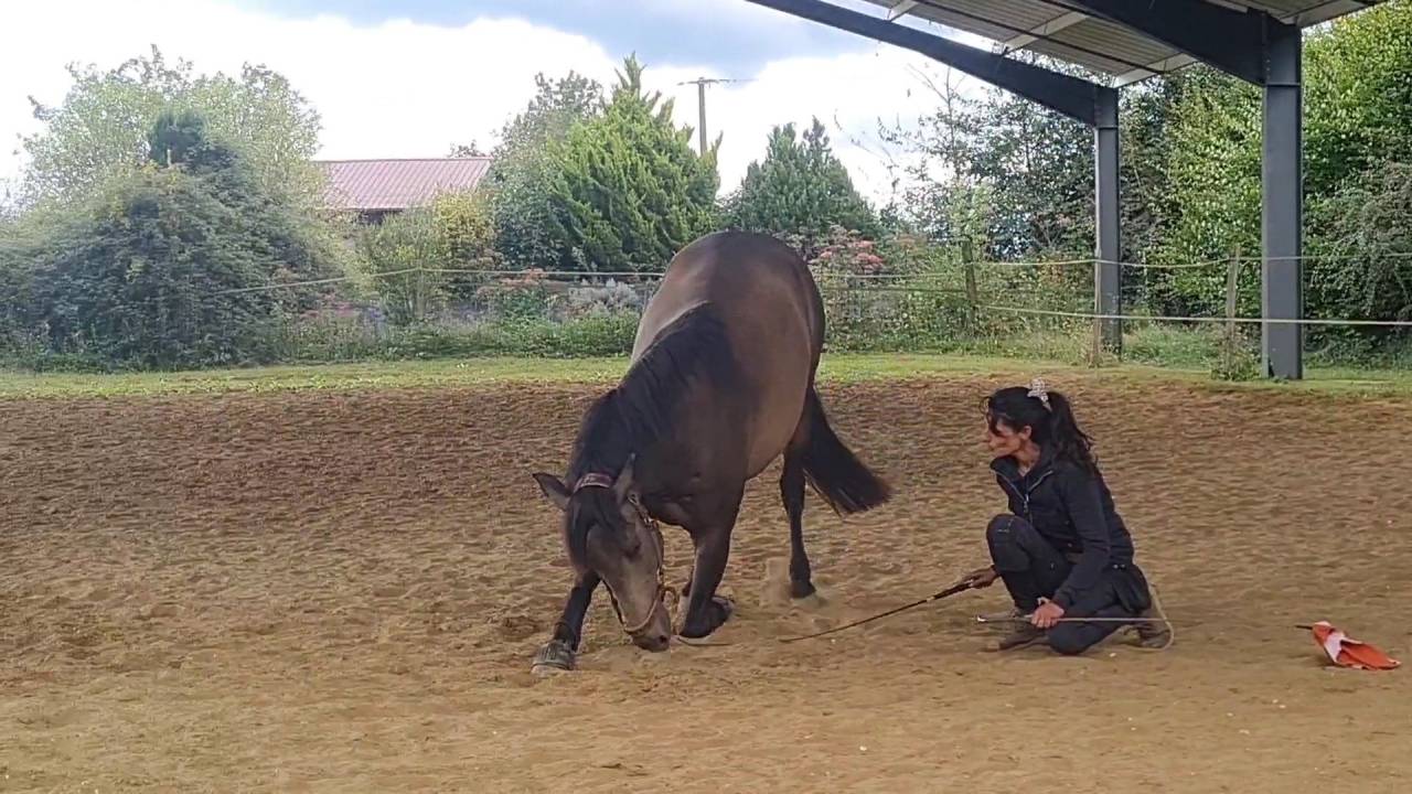 Pension paddock avec abris individuel