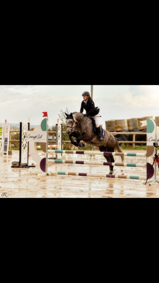 Poney Connemara plein papiers