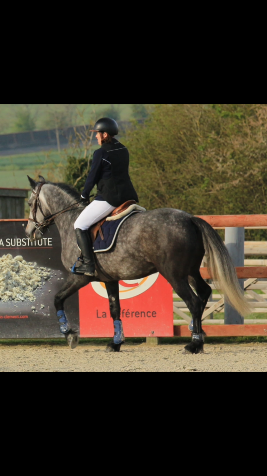 Poney Connemara plein papiers