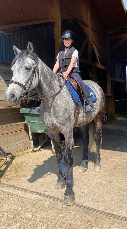 Poney Connemara plein papiers