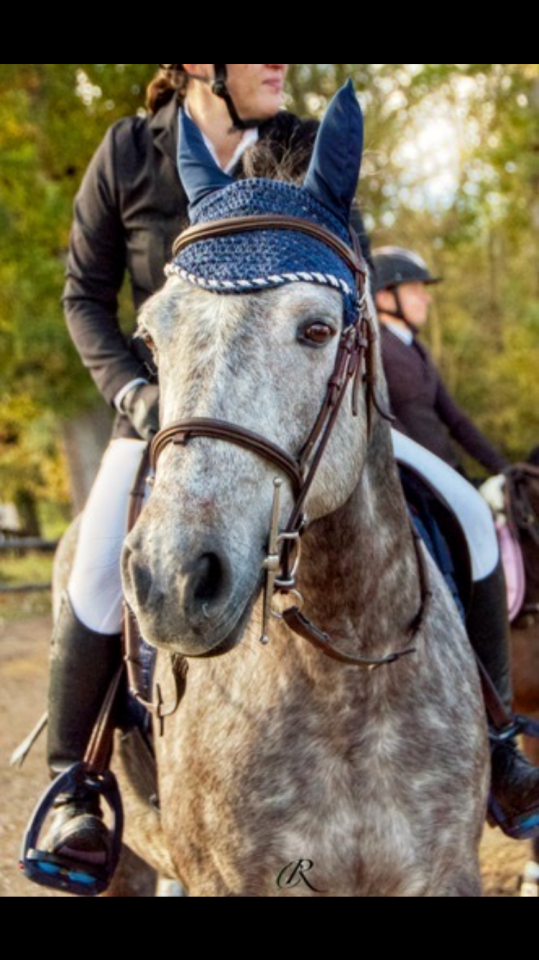 Poney Connemara plein papiers