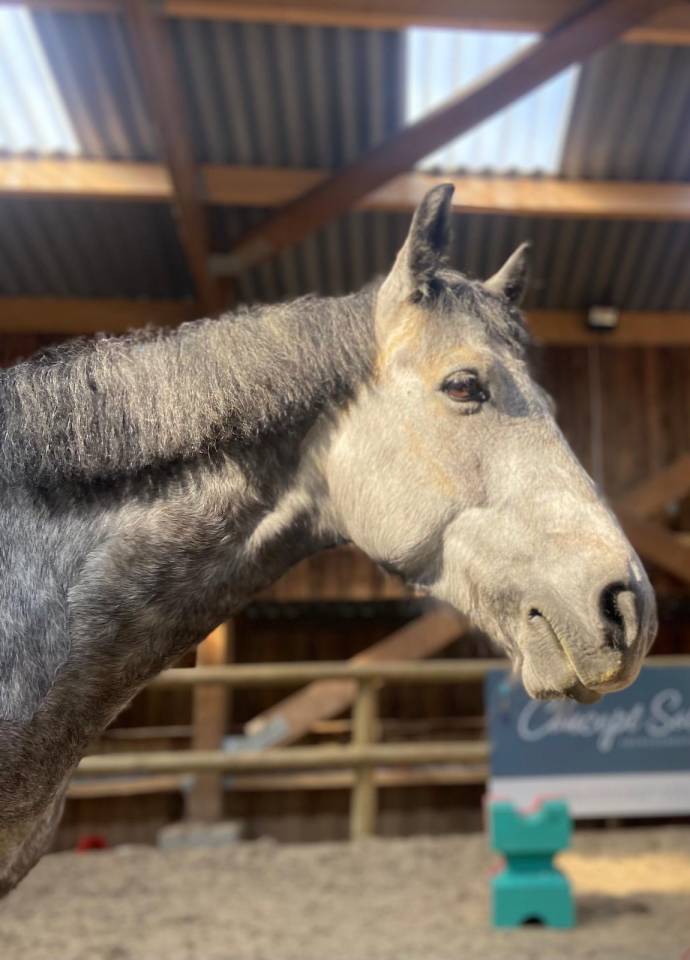 Poney Connemara plein papiers