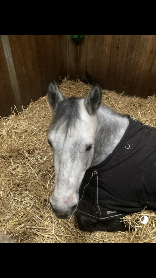 Poney Connemara plein papiers