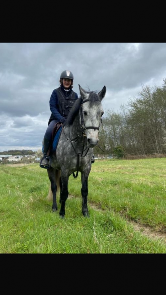 Poney Connemara plein papiers