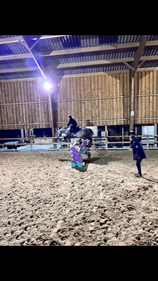 Poney Connemara plein papiers